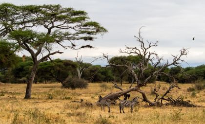 Zebra's op de steppe in Afrika